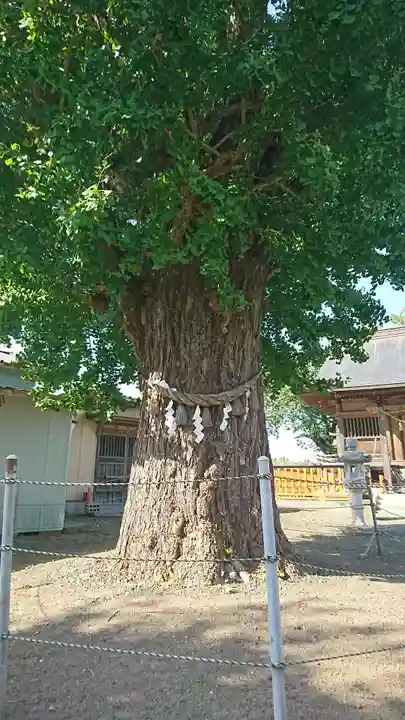 八幡神社の自然