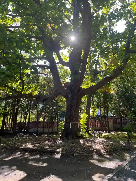 北海道神宮の自然