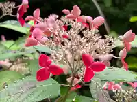 粟井神社の自然