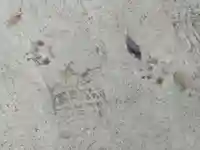 柏諏訪神社のその他建物