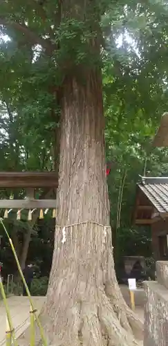 下総国三山　二宮神社の自然