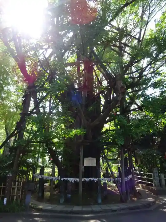 稲毛神社の自然