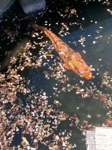 弁財天（下出縄）(神奈川県)