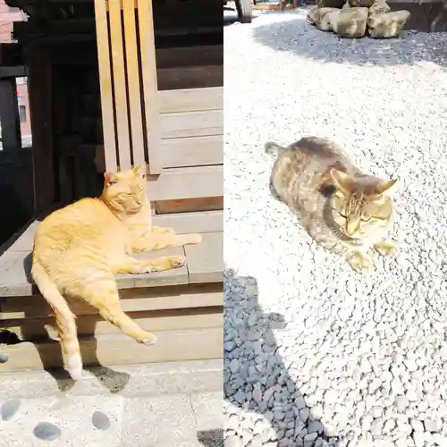 小野照崎神社の動物
