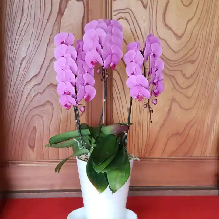 妙蓮寺(神奈川県)