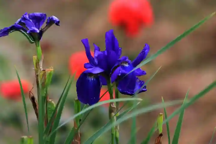 高司神社〜むすびの神の鎮まる社〜の庭園