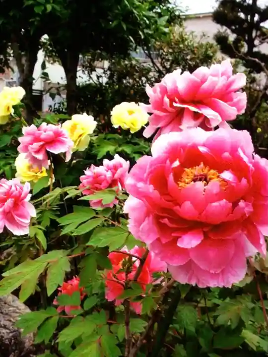 禅定院(東京都)