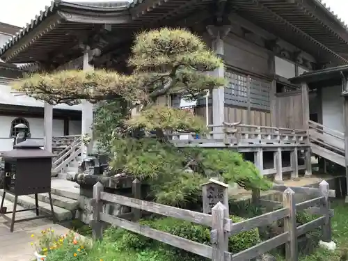 温泉山 安楽寺(四国霊場第六番札所)の庭園