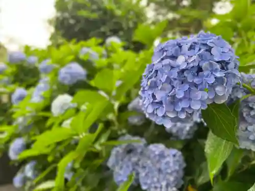 富士山本宮浅間大社の自然