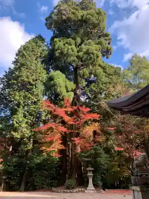 八坂神社・境内社川枯社の自然