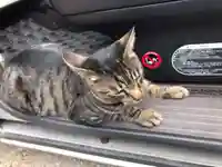 大宮温泉神社の動物
