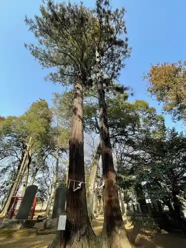 東蕗田天満社の自然