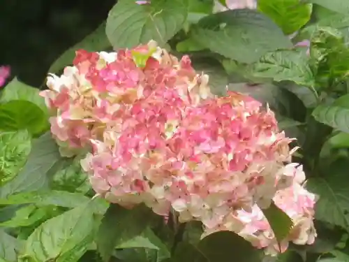 葛原岡神社の自然