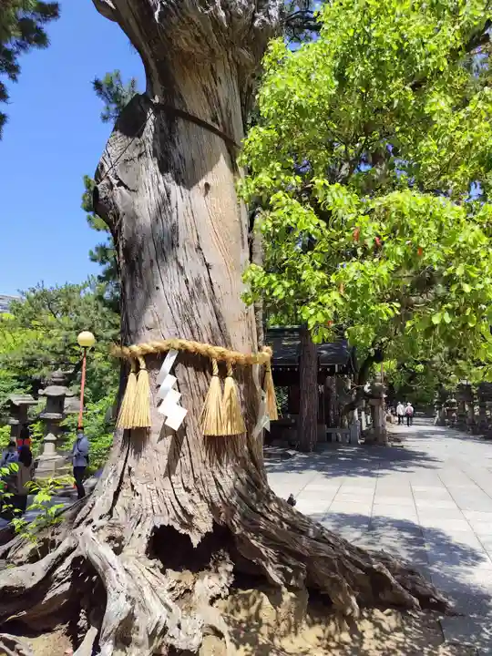 住吉大社(大阪府)