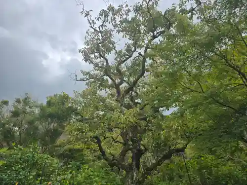 浄瑠璃寺(京都府)