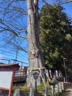 智賀都神社(栃木県)