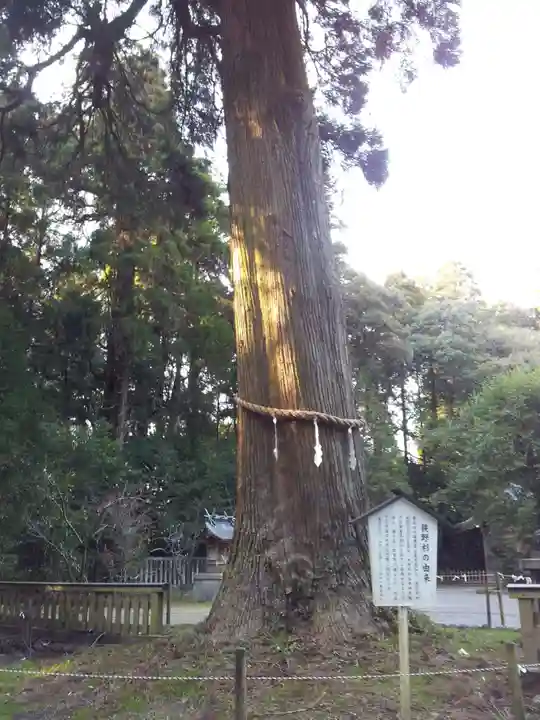 狭野神社の自然