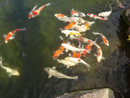 大室山龍渓院の動物