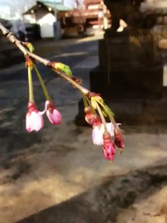 諏訪神社(東京都)