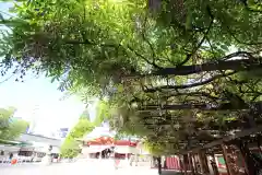 日枝神社の庭園