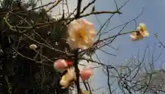 白雲神社の自然