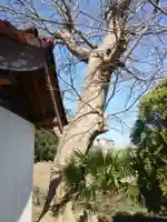 本田町の厳島大明神の自然