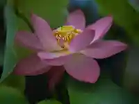 極楽山 浄土寺の自然