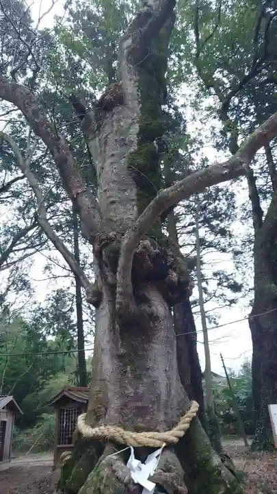 中村八幡宮(栃木県)