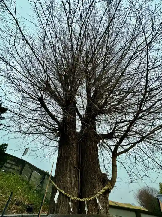 堤治神社の自然
