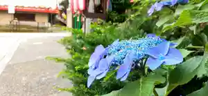 くまくま神社(導きの社 熊野町熊野神社)の自然 2020年06月09日(火)〜(2020年06月09日(火) 18時40分15秒投稿)