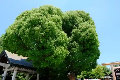 和泉國一之宮　大鳥大社の自然