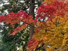 北口本宮冨士浅間神社の自然