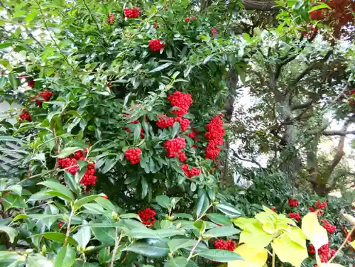 東京大神宮の自然