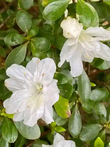 伊勢神宮外宮（豊受大神宮）の自然