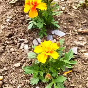 七重浜海津見神社(北海道)(2025年06月19日(木) 08時08分58秒投稿)