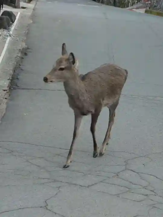 厳島神社(広島県)