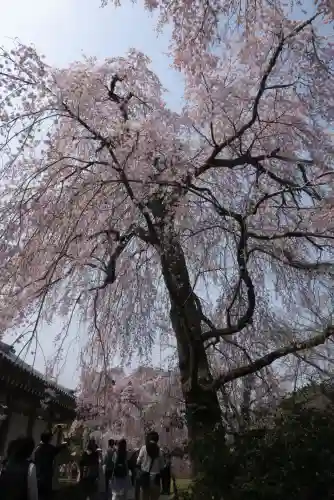 醍醐寺の{uncategorized: "未分類", other: "その他", undefined: "問題あり", building: "その他建物", grave: "お墓", sacred_gate: "鳥居", guardian: "狛犬", statue: "像", buddha: "仏像", history: "歴史", nature: "自然", garden: "庭園", animal: "動物", pagoda: "塔", temizu: "手水舎", mountain_gate: "山門・神門", sanctuary: "本殿・本堂", subordinate: "末社・摂社", art: "芸術", scenery: "景色", jizo: "地蔵", ema: "絵馬", goshuin: "御朱印", omikuji: "おみくじ", items: "授与品その他", amulet: "お守り", goshuincho: "御朱印帳", eats: "食事", festival: "お祭り", votive_dance: "神楽", shichigosan: "七五三参", wedding: "結婚式", experience: "体験その他", initially: "初詣", around: "周辺", anti_infection: "感染症対策"}