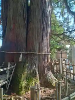 戸隠神社中社(長野県)