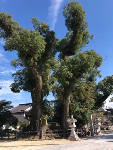 春日神社の自然