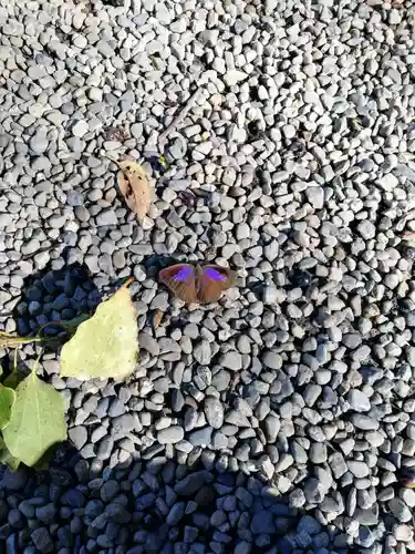 宮崎縣護國神社の動物