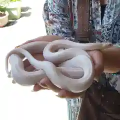 清光院の動物