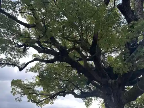 百舌鳥八幡宮(大阪府)
