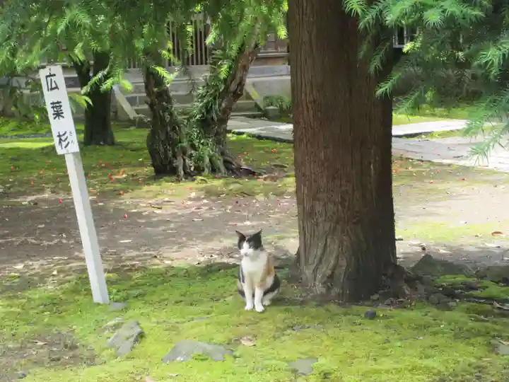 蚶満寺の動物