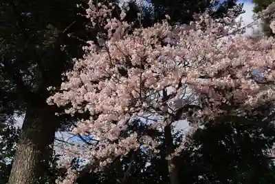 柴宮神社の自然