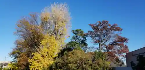 日枝神社の自然