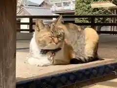 前玉神社の動物