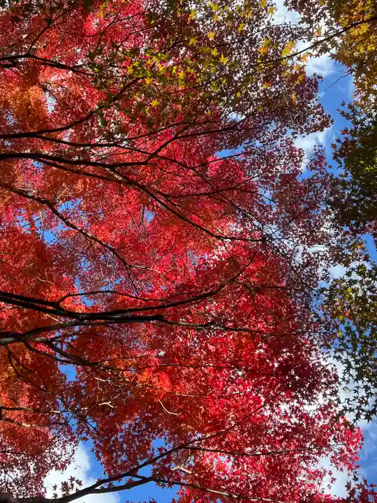 宝筐院(京都府)