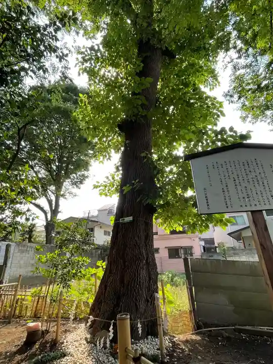 戸越八幡神社の自然