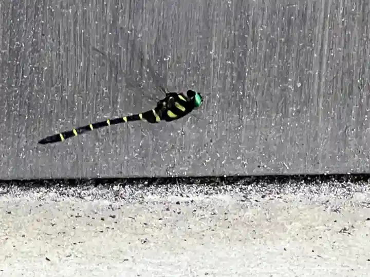 諏訪大社の動物