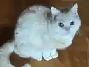 ひーさんのプロフィール画像
